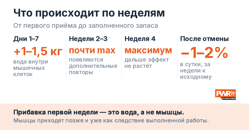 По неделям: дни 1–7 вес растёт на 1–1,5 кг за счёт воды, недели 2–3 запас близок к максимуму, неделя 4 запас заполнен