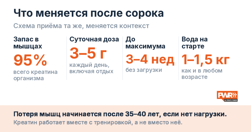 После сорока: 95 процентов запаса креатина хранится в мышцах, доза те же 3–5 г в сутки, максимум запаса через 3–4 недели
